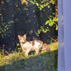 forgiving jaded animals