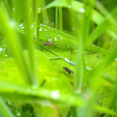 Kingdom Of The Little Creatures