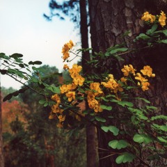 Ww (Original 2016 Version, Short)