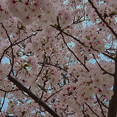 haru theory（Soundcloud Edition）