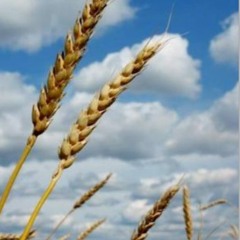 حبة حنطة الجزء الأول