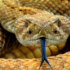 Rattlesnake