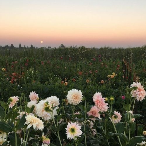 Do You Mind If I Look At You