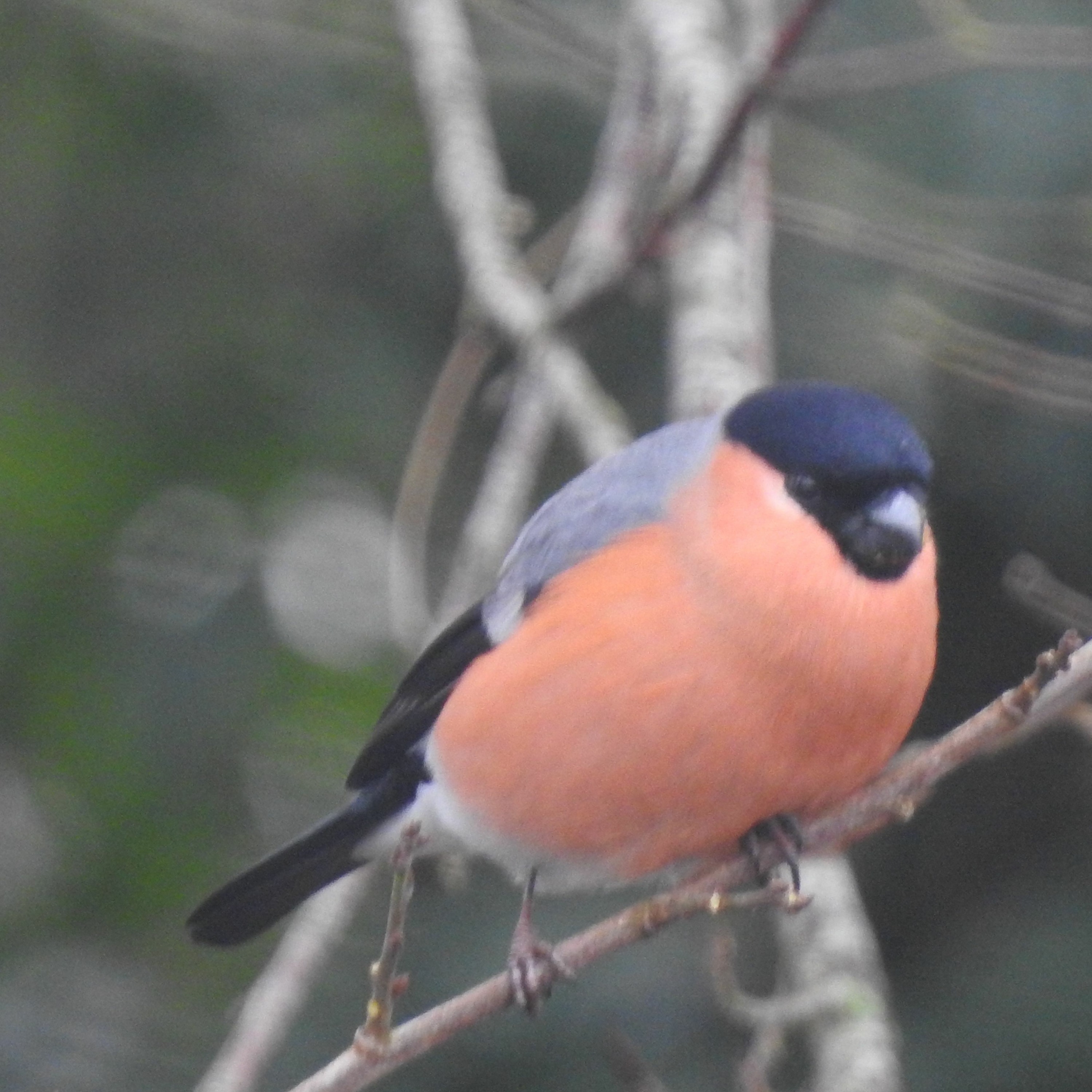 2020 BIRD SOUNDS FROM THE FIELD 23 (EDITED) - BULLFINCH SONG AND CALLS episode artwork