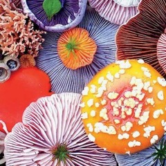 MIMI Frequency #2: Pete Beluga