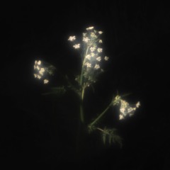 TRACK PREMIERE : Frances Shelley - For Now We See Darkly (Drexler Rework)
