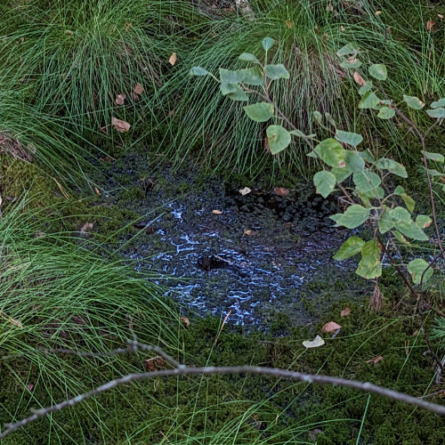 Tione Tristis Clamor