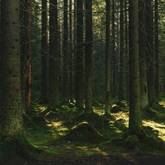 Taiga Evening Chorus