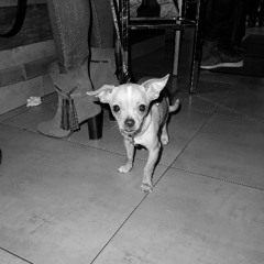 they_might_kill_us_THE_FALL