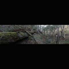 2024.04.14 An Afternoon in a Forest, with Birds, Bees, and Gunfire. Autumn.