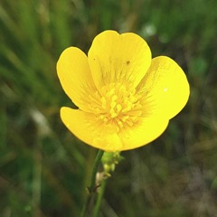 ¥ung $now - fall in love (Prod. Pieper Beats)