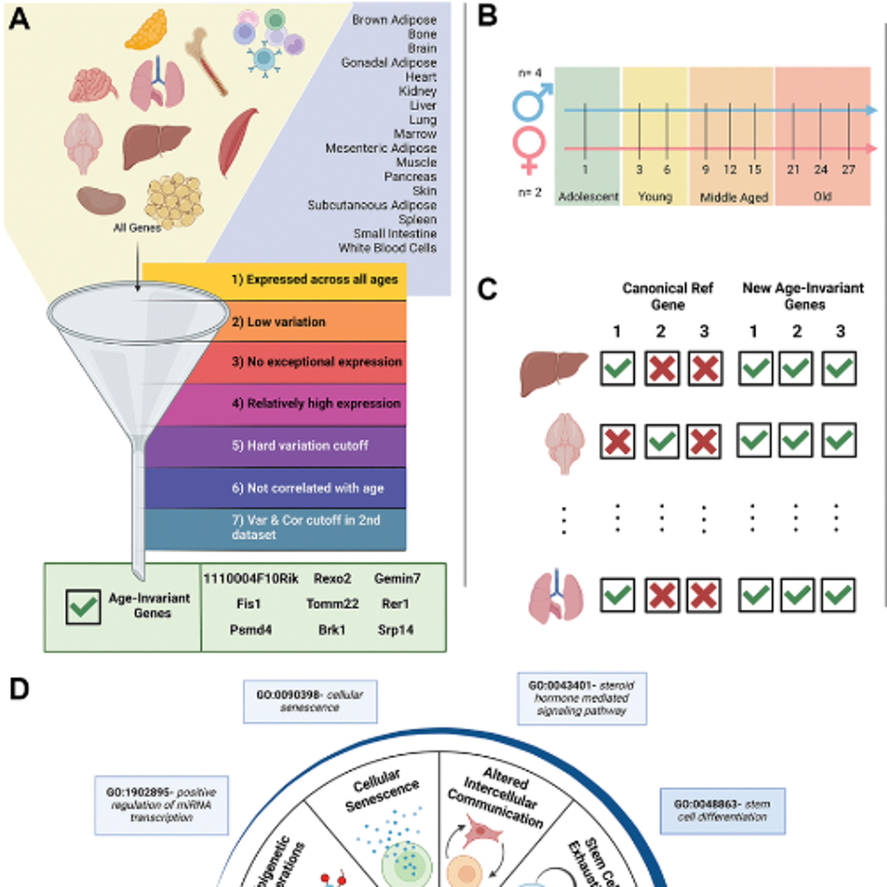 Scientists Identify Age-Invariant Genes That Could Transform Aging Research episode artwork