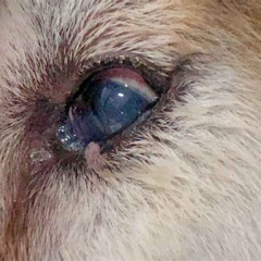 Best Treatment Of Eye Infection In Dogs Reviews