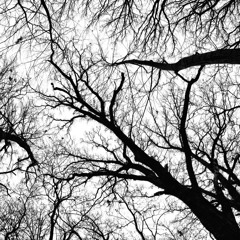 Forest Doom (slowed)