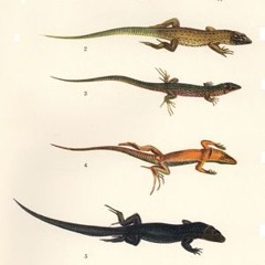 Lagartijas