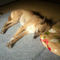 インフルエンザ