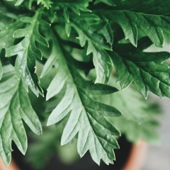 Tembang Tandur - Nita & Zeek (hara cover)