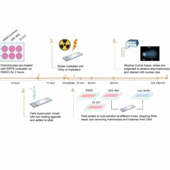 Sirtuin 6 Activation Rescues the Age-Related Decline in DNA Damage Repair in Chondrocytes