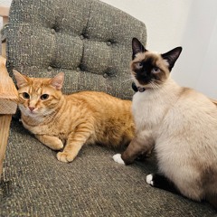 cats (feat. Jay-Rah)