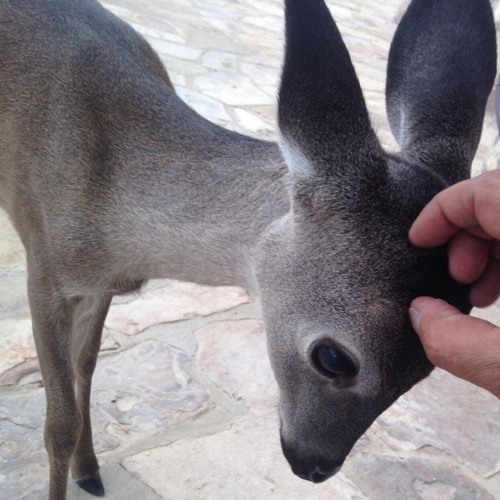 Koba ( Seven Binks ) #Freestyle7