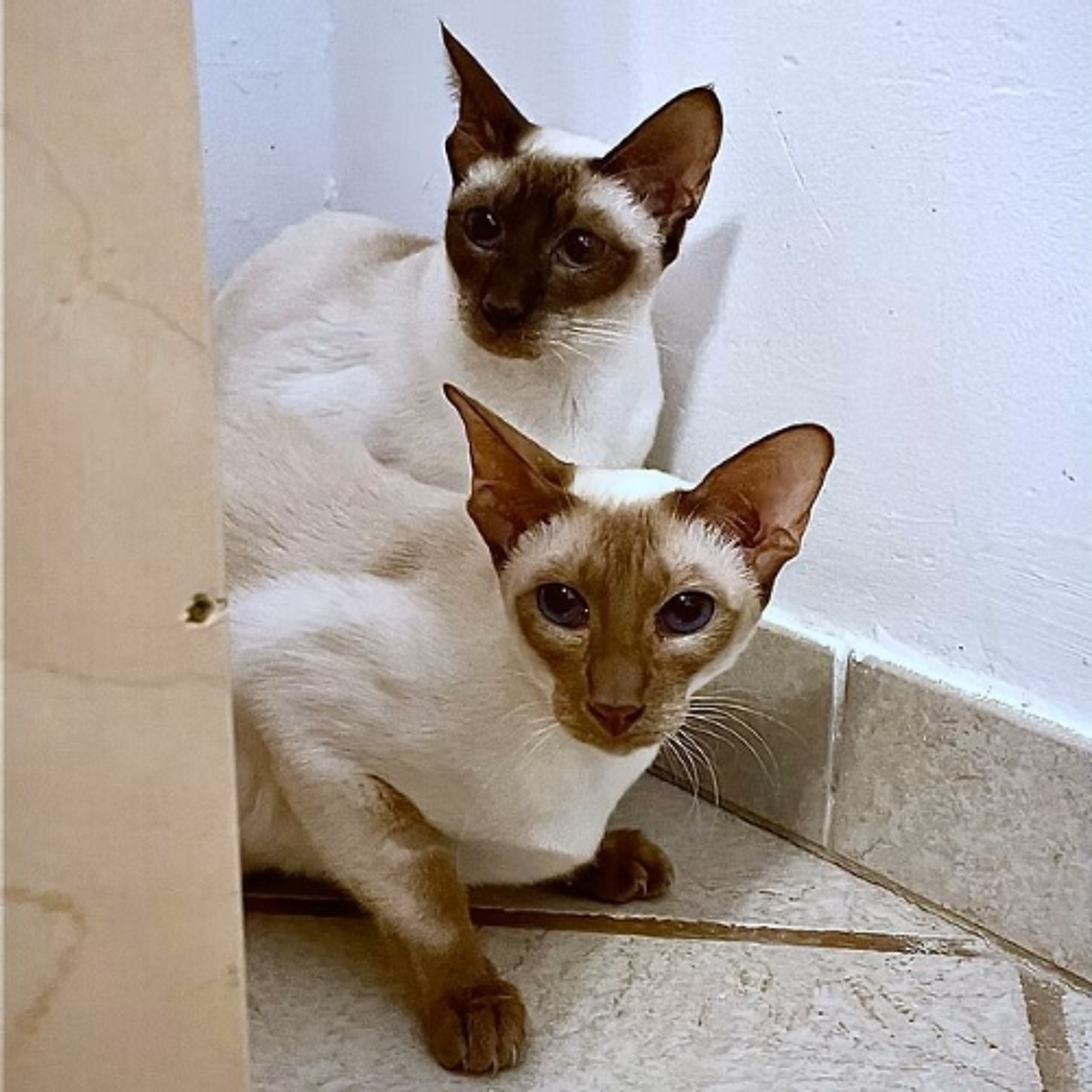 Körbchen gesucht vom 13.05.2026 - Katzen Emily & Isolde episode artwork