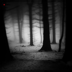 Night Song