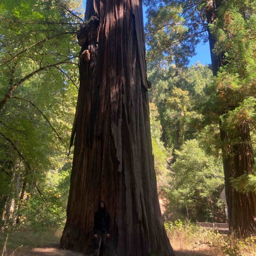 REDWOODS