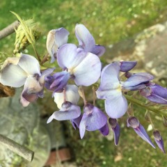 Wisteria for flute and clarinet