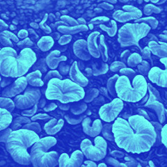 lily pads [69]