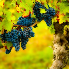 Russian Grapes