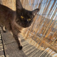 Hauskatzen Cast 2 Waldkatzen Edit