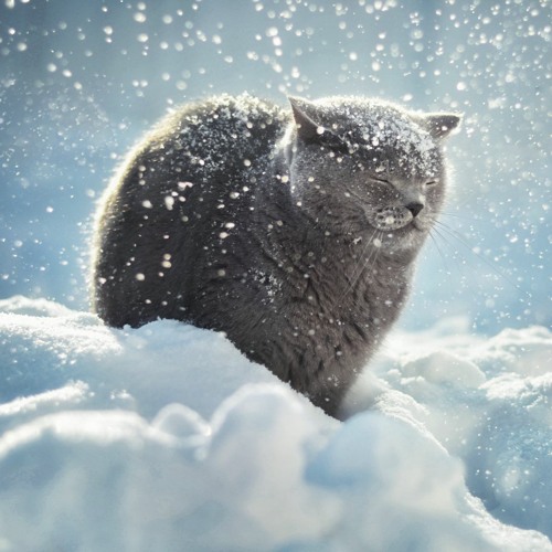 The gentle snow of December