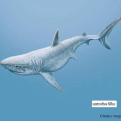 Sharks (Meglodon New Findings Mix)
