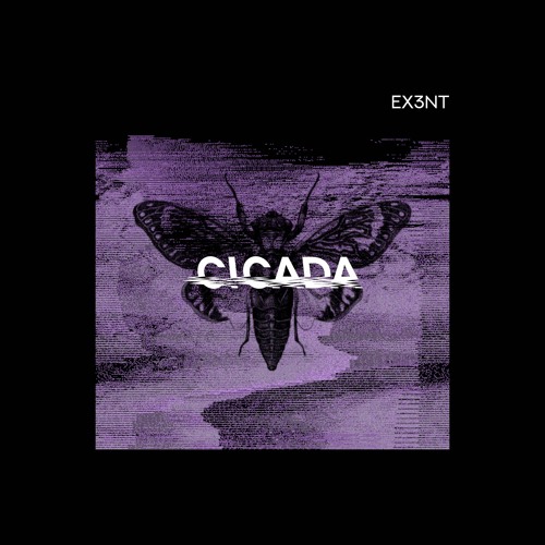 Cicada