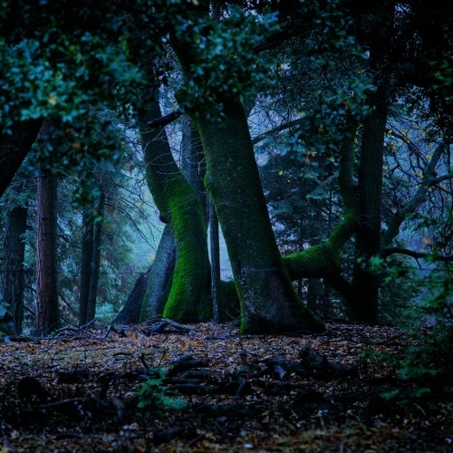 Goa Psy Forest - Dark Late Night ´Second´ 2021 (141 - 155 Bpm)