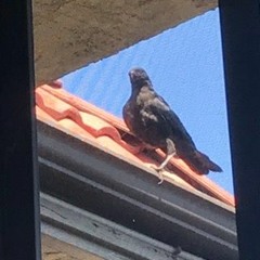 baby crow