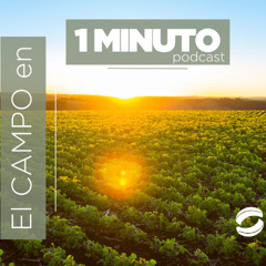 BCR proyecta campaña récord de 22 mi ton en campaña de trigo