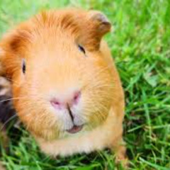 Look Outside OST - The Gaze [XIN-AMON]