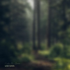 From The North Of The Forest