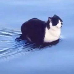 swimming cat song 1 hour