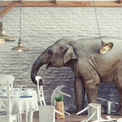 Elephant In The Room
