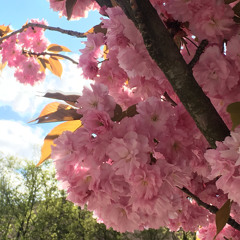 I’ll Be Seeing You