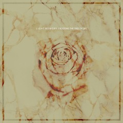 moty - Black Rose