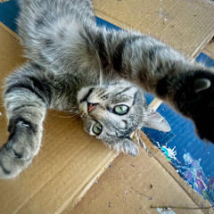 bitchimzachcallison ft. YungDrape (Uobh)