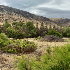 FKISM: Car park and scrub after a rainstorm, Lady Bay - November 2025