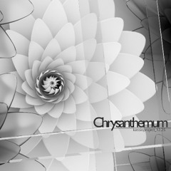 Chrysanthemum