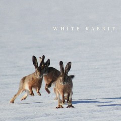 White Rabbit