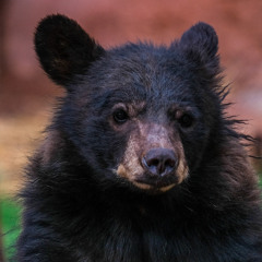 Junior Bear