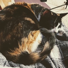 Dreaming of Calico