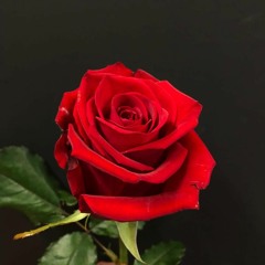 Sublab - Rose [Flip]